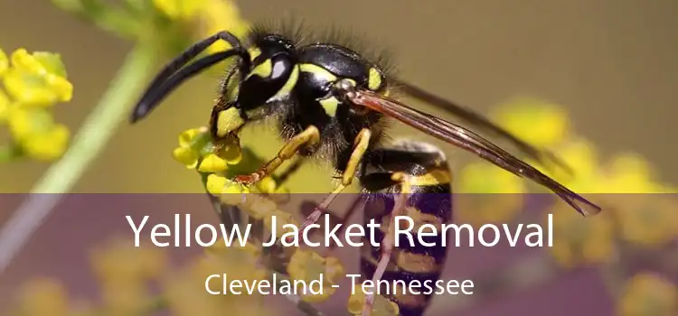 Yellow Jacket Removal Cleveland - Tennessee