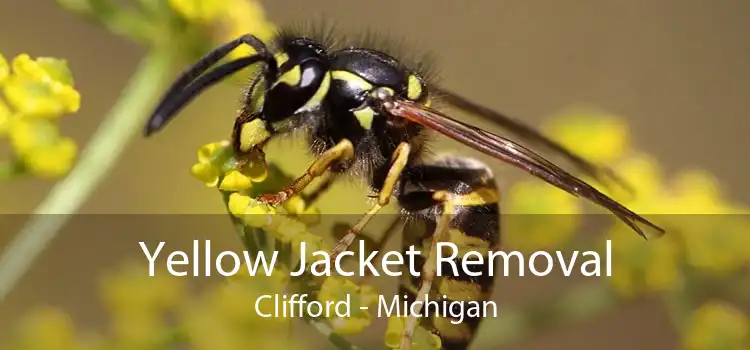 Yellow Jacket Removal Clifford - Michigan