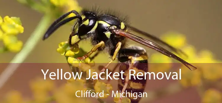 Yellow Jacket Removal Clifford - Michigan