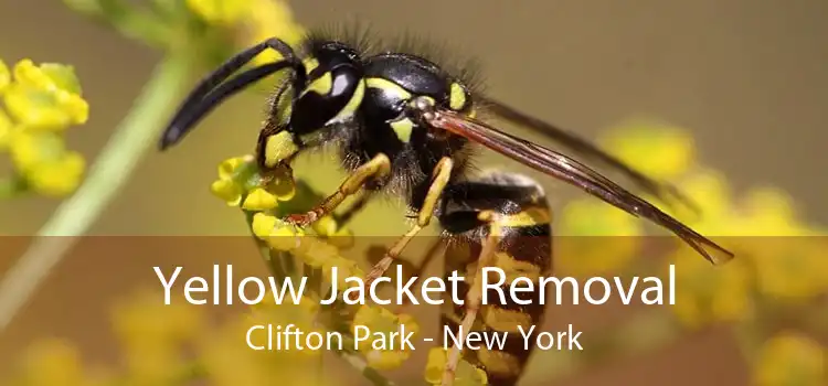 Yellow Jacket Removal Clifton Park - New York
