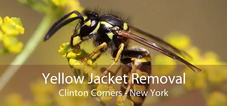 Yellow Jacket Removal Clinton Corners - New York