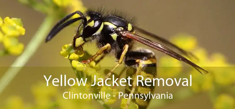 Yellow Jacket Removal Clintonville - Pennsylvania