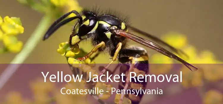 Yellow Jacket Removal Coatesville - Pennsylvania