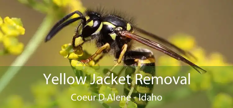 Yellow Jacket Removal Coeur D Alene - Idaho