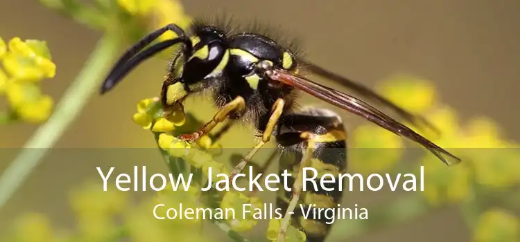 Yellow Jacket Removal Coleman Falls - Virginia