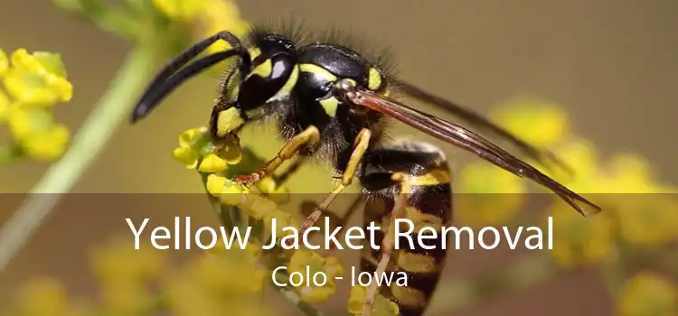 Yellow Jacket Removal Colo - Iowa