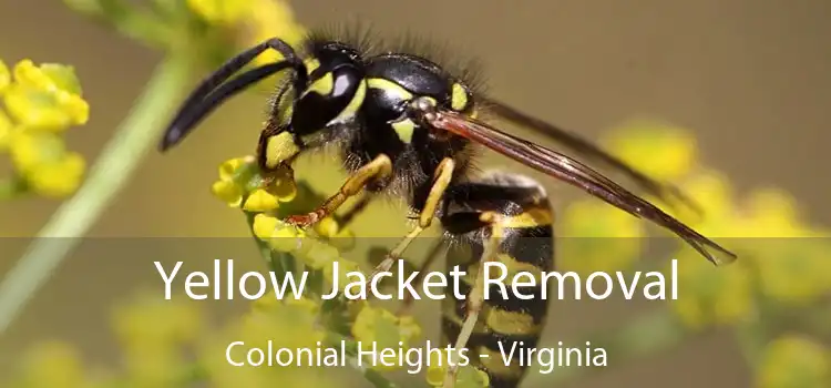 Yellow Jacket Removal Colonial Heights - Virginia