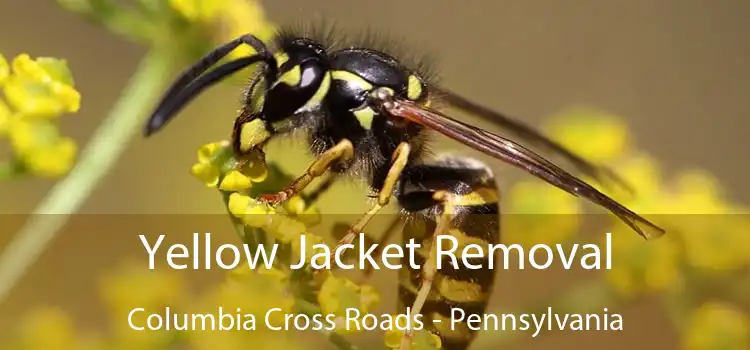 Yellow Jacket Removal Columbia Cross Roads - Pennsylvania