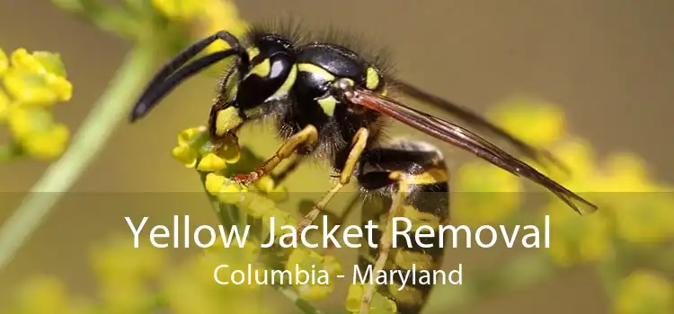 Yellow Jacket Removal Columbia - Maryland