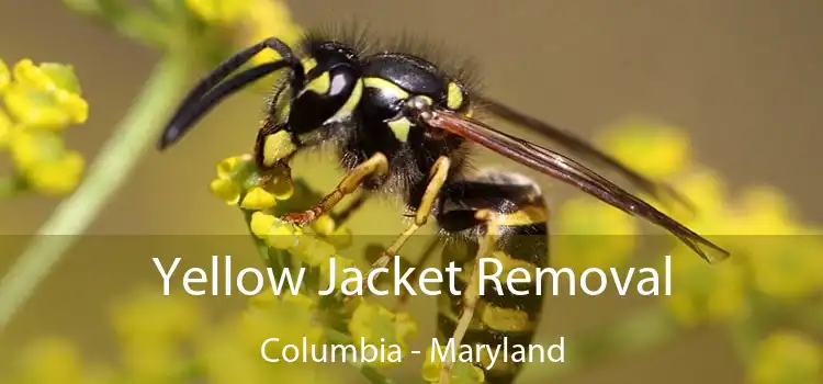 Yellow Jacket Removal Columbia - Maryland