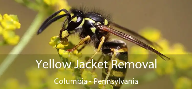 Yellow Jacket Removal Columbia - Pennsylvania
