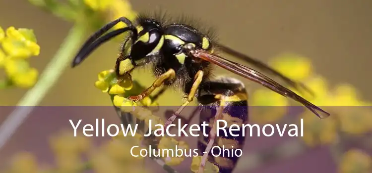Yellow Jacket Removal Columbus - Ohio