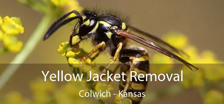 Yellow Jacket Removal Colwich - Kansas