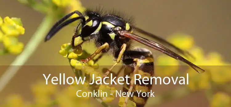 Yellow Jacket Removal Conklin - New York