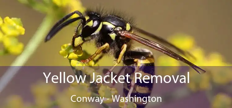 Yellow Jacket Removal Conway - Washington