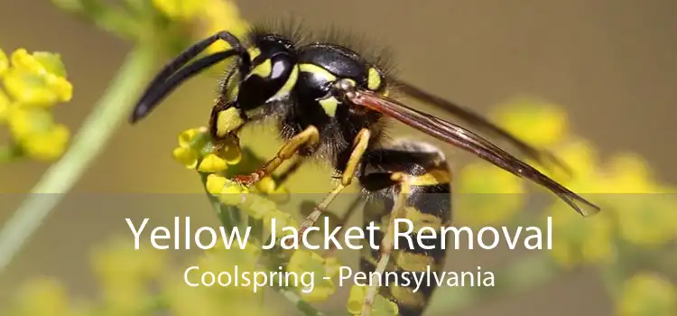 Yellow Jacket Removal Coolspring - Pennsylvania