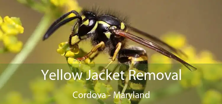 Yellow Jacket Removal Cordova - Maryland