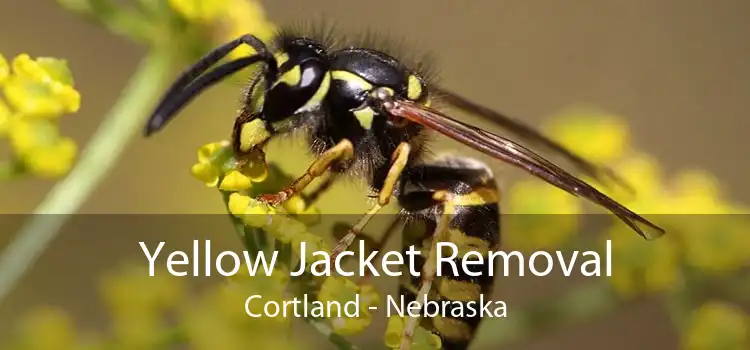 Yellow Jacket Removal Cortland - Nebraska
