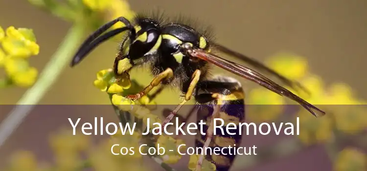 Yellow Jacket Removal Cos Cob - Connecticut