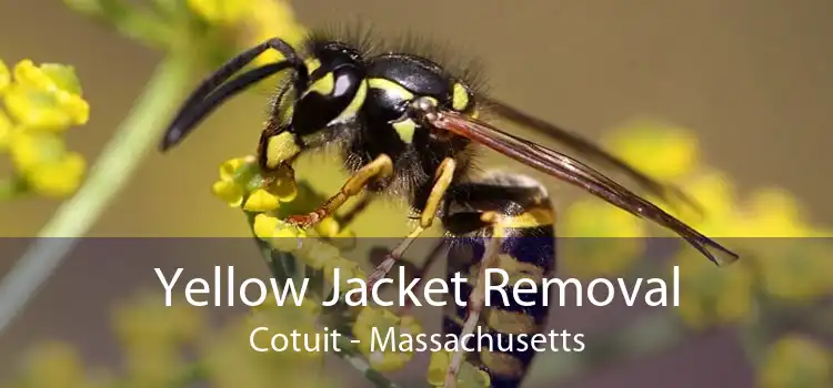 Yellow Jacket Removal Cotuit - Massachusetts