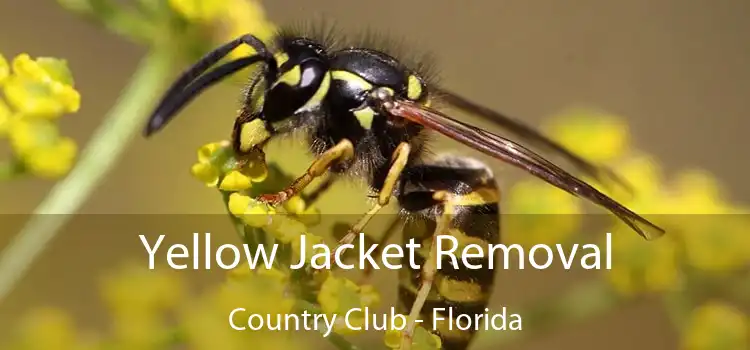 Yellow Jacket Removal Country Club - Florida