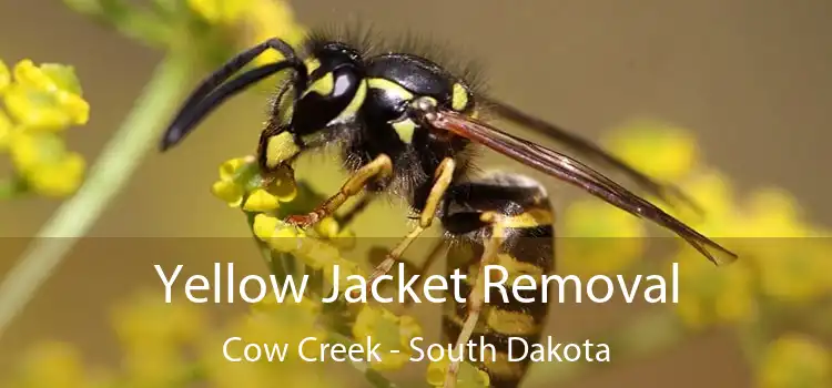 Yellow Jacket Removal Cow Creek - South Dakota