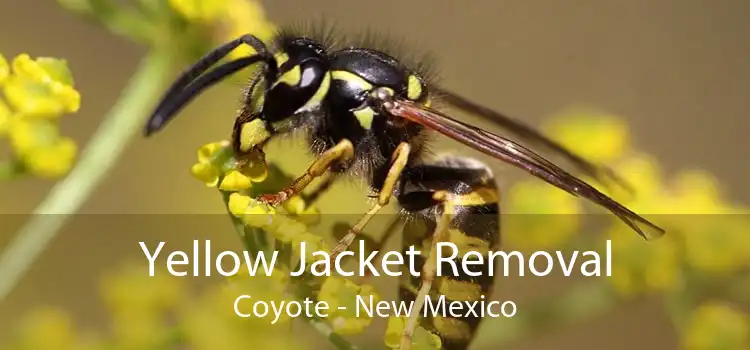 Yellow Jacket Removal Coyote - New Mexico