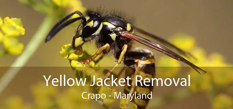Yellow Jacket Removal Crapo - Maryland