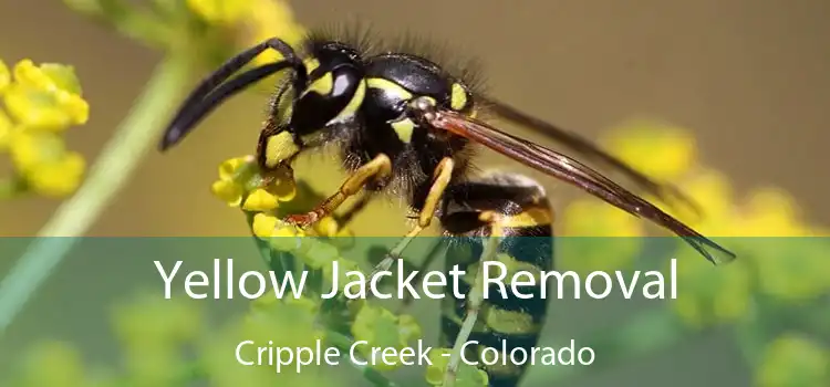 Yellow Jacket Removal Cripple Creek - Colorado