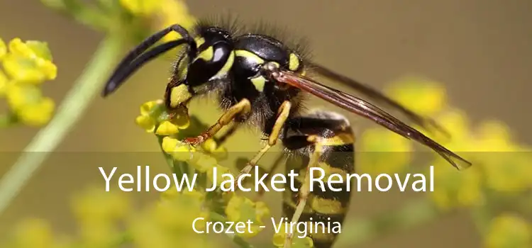 Yellow Jacket Removal Crozet - Virginia