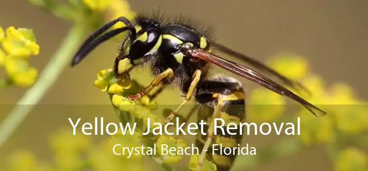 Yellow Jacket Removal Crystal Beach - Florida