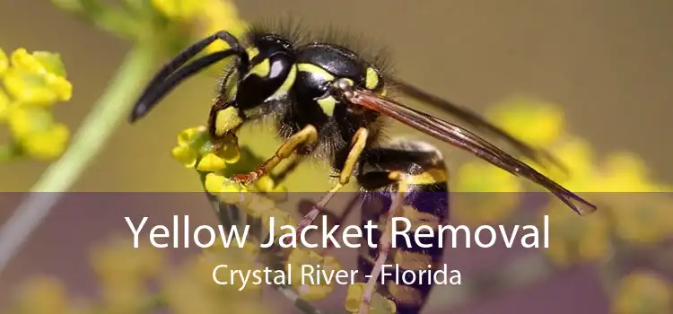 Yellow Jacket Removal Crystal River - Florida