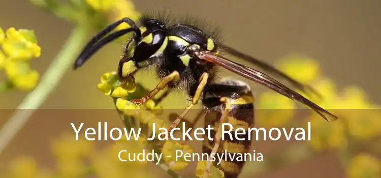 Yellow Jacket Removal Cuddy - Pennsylvania