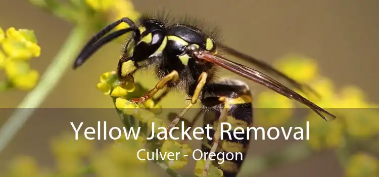 Yellow Jacket Removal Culver - Oregon