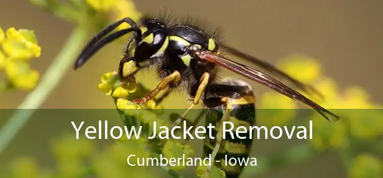 Yellow Jacket Removal Cumberland - Iowa