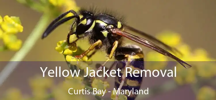 Yellow Jacket Removal Curtis Bay - Maryland