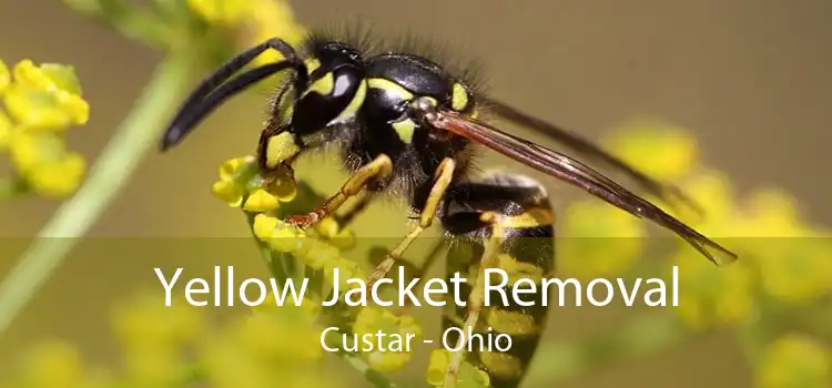 Yellow Jacket Removal Custar - Ohio