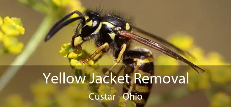 Yellow Jacket Removal Custar - Ohio