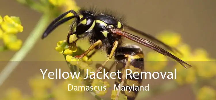 Yellow Jacket Removal Damascus - Maryland
