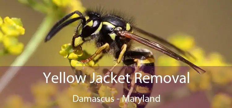 Yellow Jacket Removal Damascus - Maryland