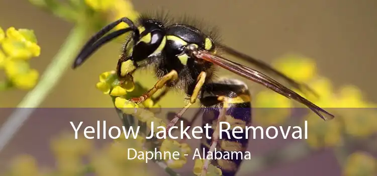Yellow Jacket Removal Daphne - Alabama