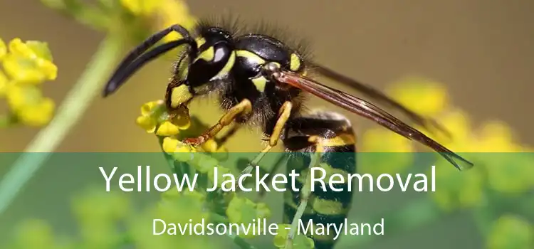 Yellow Jacket Removal Davidsonville - Maryland