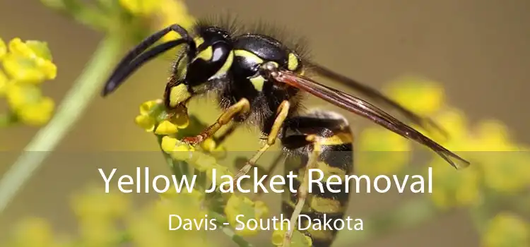 Yellow Jacket Removal Davis - South Dakota
