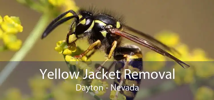Yellow Jacket Removal Dayton - Nevada