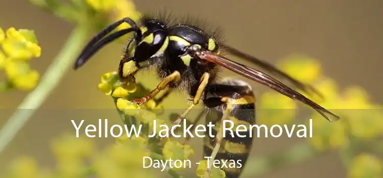 Yellow Jacket Removal Dayton - Texas