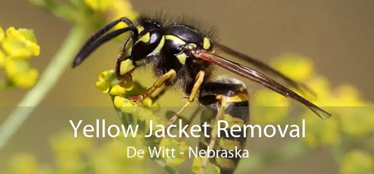 Yellow Jacket Removal De Witt - Nebraska