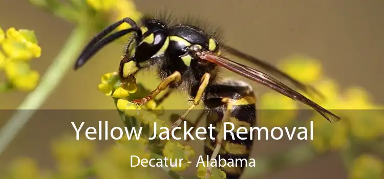 Yellow Jacket Removal Decatur - Alabama