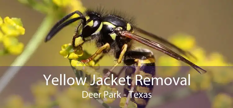 Yellow Jacket Removal Deer Park - Texas