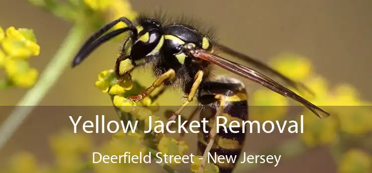 Yellow Jacket Removal Deerfield Street - New Jersey