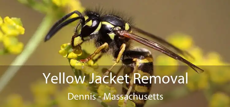 Yellow Jacket Removal Dennis - Massachusetts